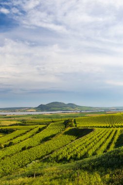 Nove Mlyny barajı yakınlarındaki üzüm bağları Palava, Güney Moravya, Çek Cumhuriyeti