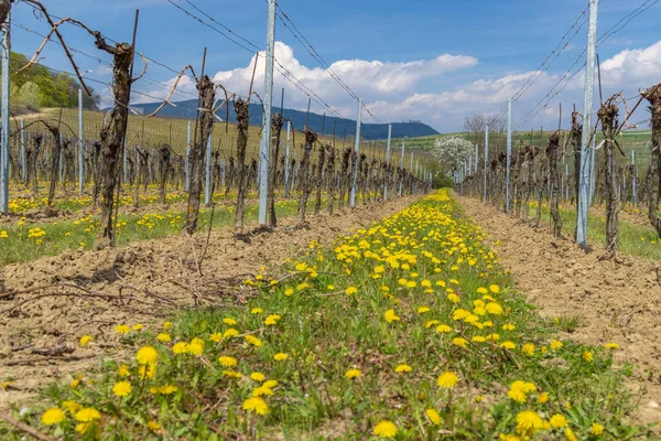 Spring Vineyards Palava Milovice Southern Moravia Czech Republic — Fotografia de Stock