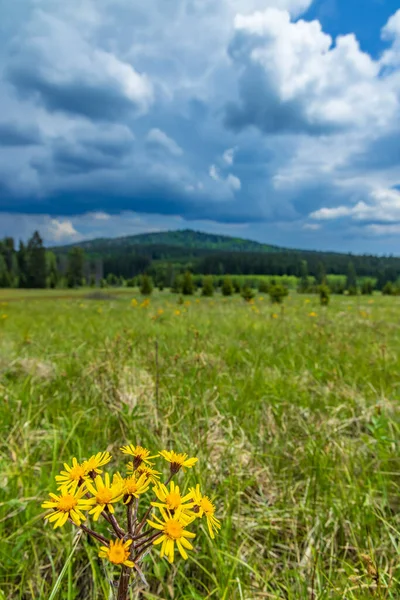 Typical Spring Landscape Stozec Nation Park Sumava Czech Republic — Fotografia de Stock