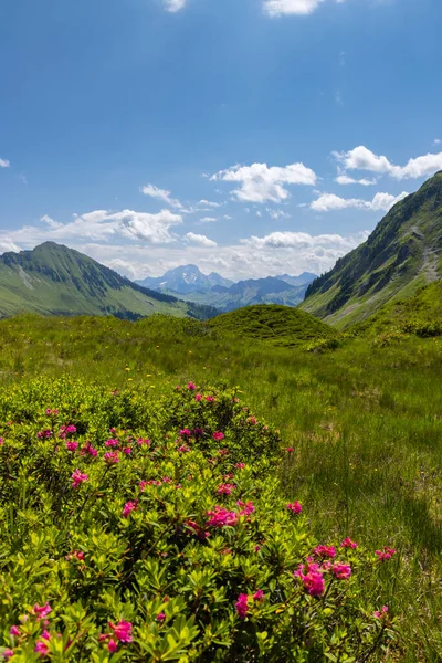Типовий Альпійський Пейзаж Початку Літа Поблизу Дамулса Форарльберг Австрія — стокове фото