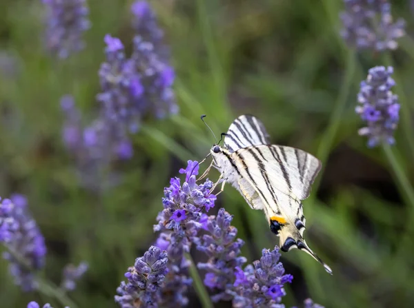 Swallowtail Fenouil Sur Lavande Provence France — Photo