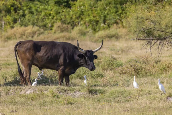 法国Camargue的公牛和鲱鱼 — 图库照片