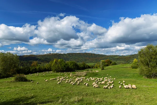 テルチョヴァ マラFatra スロバキアの近くの羊の群れ — ストック写真