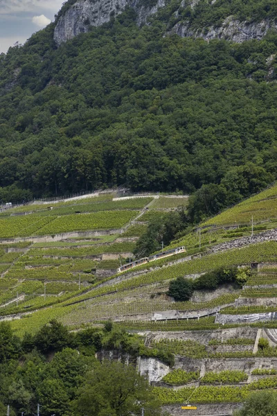 Trains Running Vineyards Aigle Canton Vaud Switzerland — Stock Photo, Image