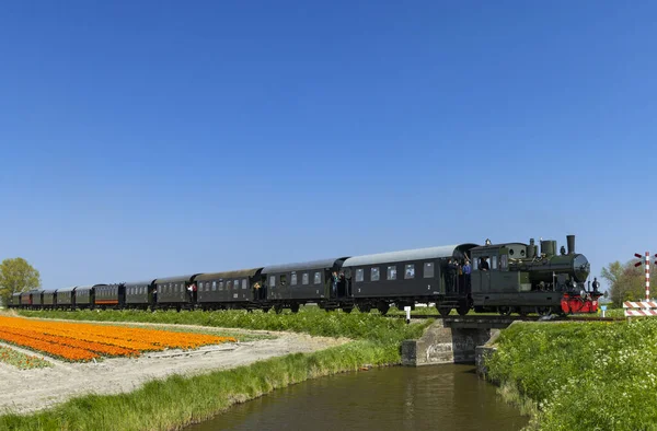 荷兰诺德霍恩 梅德姆布里克 带有郁金香地的蒸汽火车 — 图库照片