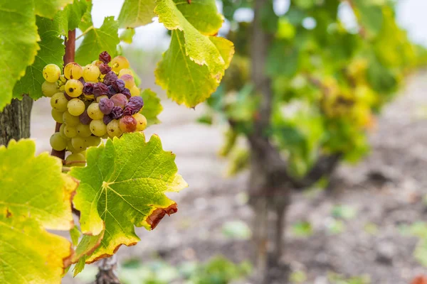 甘いワイン ソーテルヌ ボルドー アキテーヌ フランスのためのボトリティス シネリアの典型的なブドウ — ストック写真