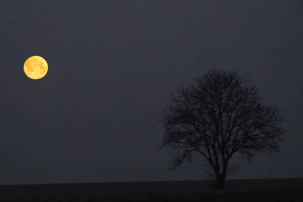 Пейзаж Полной Луной Одиноким Деревом — стоковое фото