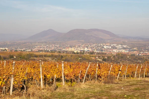 Виноградник Недалеко Города Эгер Северная Венгрия — стоковое фото