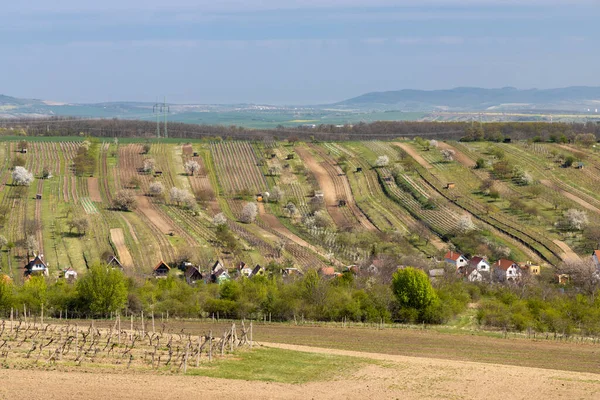 捷克共和国摩拉维亚南部Mutenice附近的春葡萄园 — 图库照片