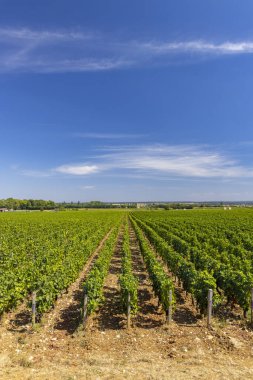Clos de Vougeot, Cote de Nuits, Burgundy, Fransa yakınlarındaki tipik üzüm bağları