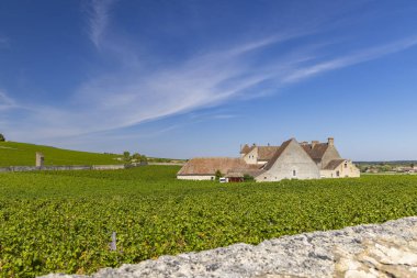 Clos de Vougeot, Cote de Nuits, Burgundy, Fransa yakınlarındaki tipik üzüm bağları