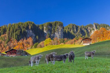 Damls yakınlarındaki tipik manzara, Bregenzer Wald, Bregenz bölgesi, Vorarlberg, Avusturya 