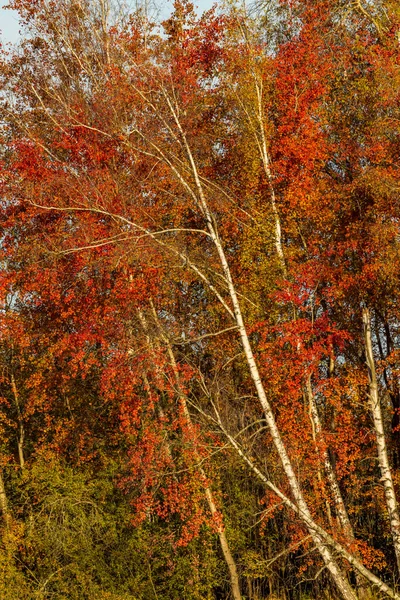 Осенний Пейзаж Регионе Требонско Юге Чехии — стоковое фото
