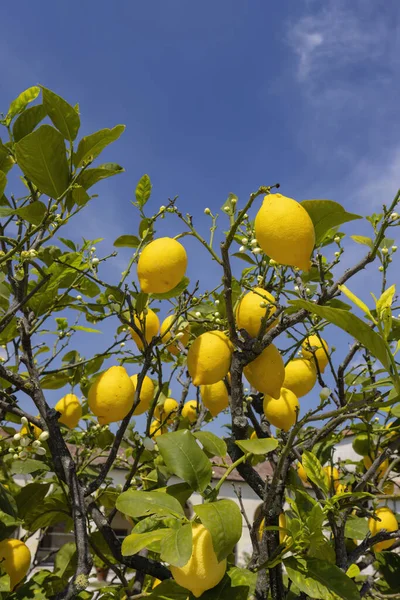 Bando Limões Frescos Amarelos Maduros Com Folhas Flores Verdes Itália — Fotografia de Stock
