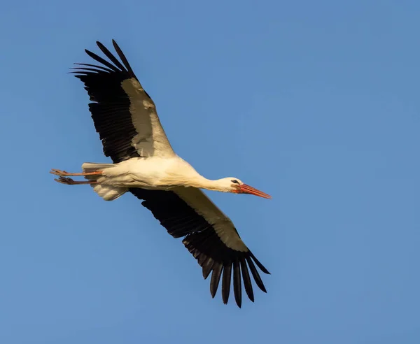 White Stork Ciconia Ciconia Early Spring Hunawihr Alsace France — Foto Stock