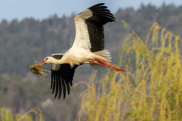 White Stork Ciconia Ciconia Early Spring Hunawihr Alsace France — Fotografia de Stock