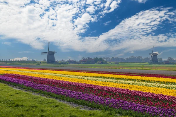 Field Tulips Ondermolen Windmill Alkmaar Netherlands — Stok fotoğraf