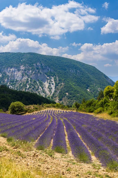 Levandulové Pole Poblíž Montbrun Les Bains Sault Provence Francie — Stock fotografie