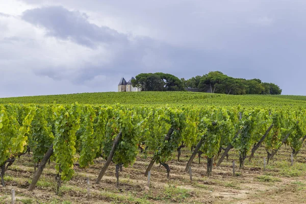 Typowe Winnice Pobliżu Chateau Yquem Sauternes Bordeaux Akwitania Francja — Zdjęcie stockowe