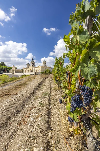 Vinodlingar Med Chateau Cos Estournel Bordeaux Aquitaine Frankrike — Stockfoto