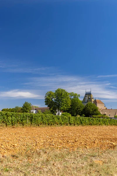 法国勃艮第Cote Nuits Aloxe Corton附近典型的葡萄园 — 图库照片