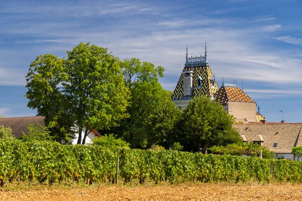 Aloxe Corton Yakınlarındaki Tipik Üzüm Bağları Cote Nuits Burgundy Fransa — Stok fotoğraf