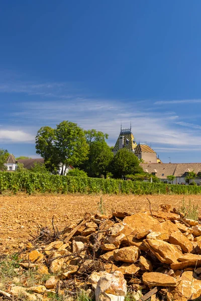 Aloxe Corton Yakınlarındaki Tipik Üzüm Bağları Cote Nuits Burgundy Fransa — Stok fotoğraf