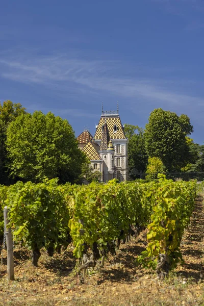 法国勃艮第Cote Nuits Aloxe Corton附近典型的葡萄园 — 图库照片