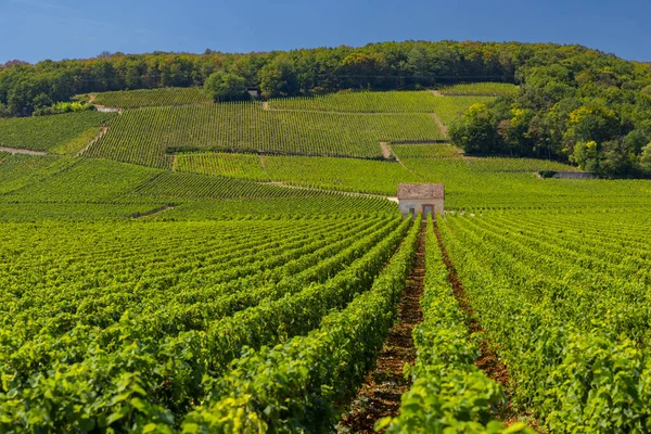 Типичные Виноградники Недалеко Клос Вожо Кот Нуит Бургундия Франция — стоковое фото