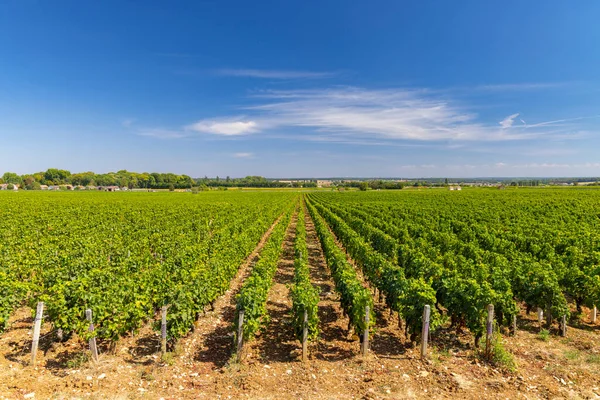 Typowe Winnice Pobliżu Clos Vougeot Cote Nuits Burgundia Francja — Zdjęcie stockowe