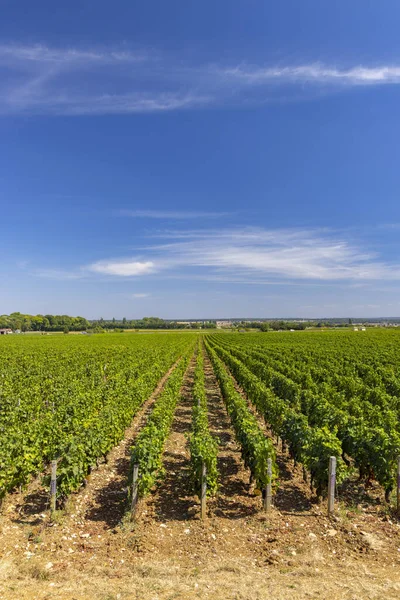 Typical Vineyards Clos Vougeot Cote Nuits Burgundy France — Φωτογραφία Αρχείου