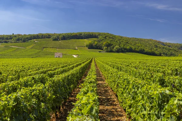 Tipikus Szőlőültetvények Közelében Clos Vougeot Cote Nuits Burgundia Franciaország — Stock Fotó