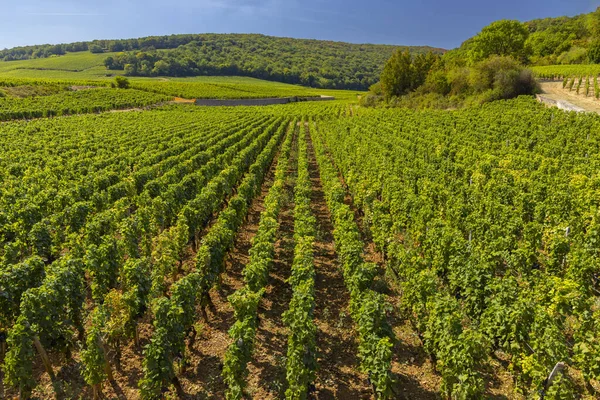 Vignobles Typiques Près Clos Vougeot Côte Nuits Bourgogne France — Photo