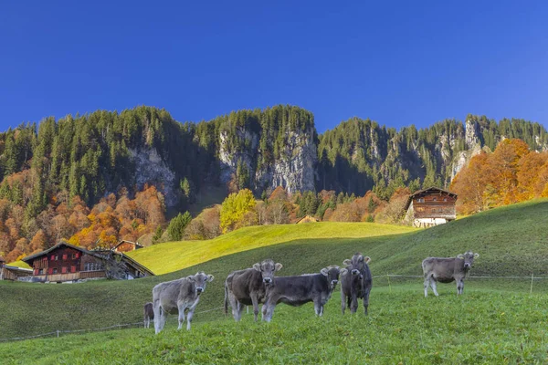 Typická Krajina Blízkosti Damls Bregenzer Wald Okres Bregenz Vorarlberg Rakousko — Stock fotografie