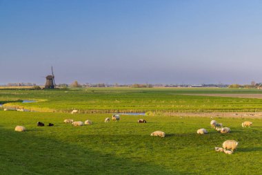 Hollanda, Hollanda 'da koyun sürüsü olan yel değirmeni
