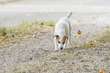 Toplu köpek çocuklarla oynuyor.