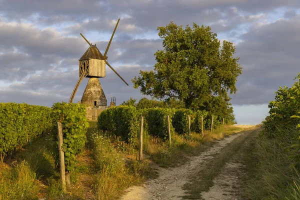 モンソーラウ近くのラ トランシェとブドウ畑の風車 ロワール フランス — ストック写真