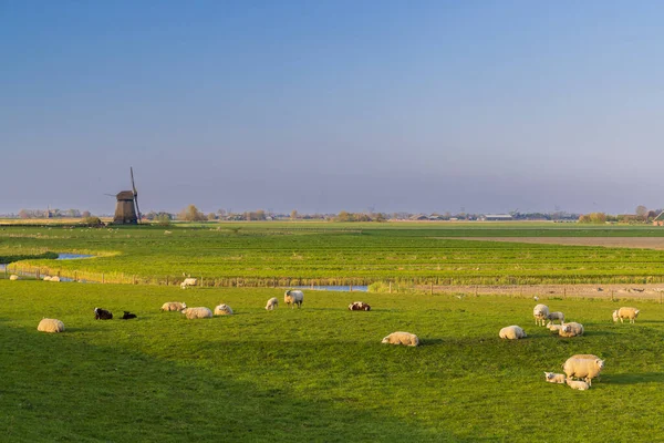 Větrný Mlýn Stádo Ovcí Noord Holland Nizozemsko — Stock fotografie