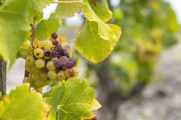 Typische Druiven Met Botrytis Cinerea Voor Zoete Wijnen Sauternes Bordeaux — Stockfoto