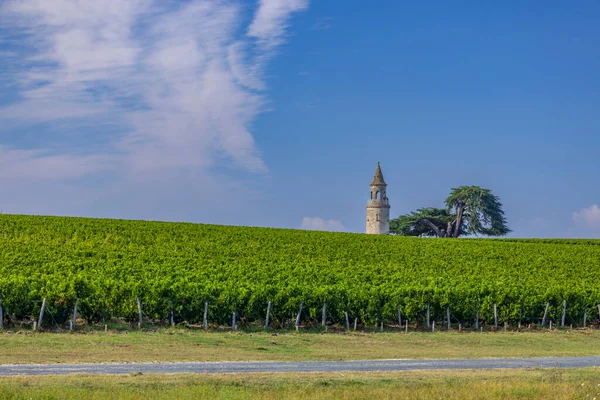 Typical Vineyards Chateau Tour Bordeaux Aquitaine France — Stock Photo, Image