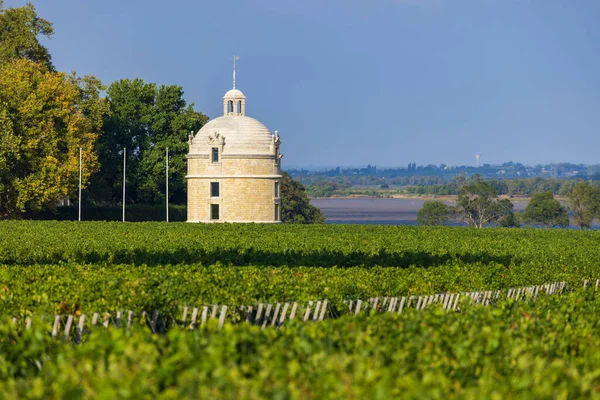 Chateau Latour Bordeaux Aquitaine Fransa Yakınlarındaki Tipik Üzüm Bağları — Stok fotoğraf