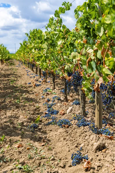 法国波尔多减少成熟葡萄的产量 生产高质量的葡萄酒 — 图库照片
