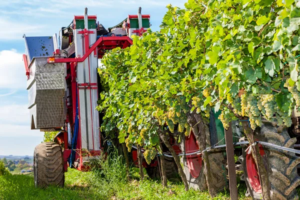オーストリアのニーダーオーストリアでワインの収穫 — ストック写真