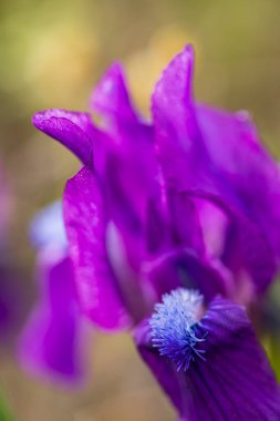 Znojmo, Güney Moravya, Çek Cumhuriyeti yakınlarındaki Pusty kopec u Koniç 'te cüce iris