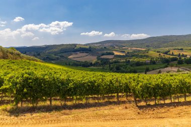 San Gimignano yakınlarındaki üzüm bağı, Toskana, İtalya