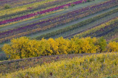Cejkovice, Güney Moravya, Çek Cumhuriyeti yakınlarındaki sonbahar üzüm bağları