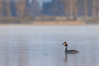 Great Crested Grebe (Podiceps kriteri), Güney Bohemya, Çek Cumhuriyeti