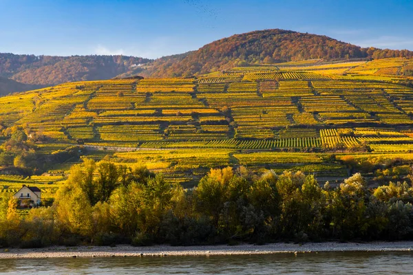 Vignoble Automne Dans Région Wachau Autriche — Photo