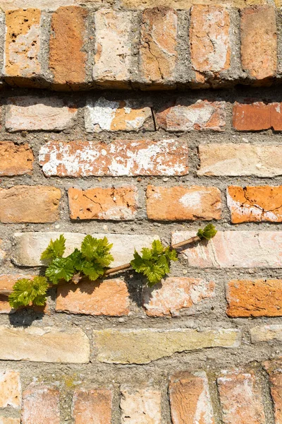 Ветвь Весенней Виноградной Лозы Кирпичной Стене — стоковое фото