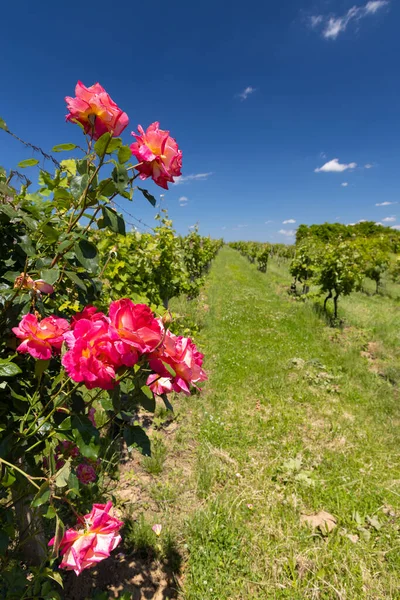 stock image Roses in vineyard, Polesovice, Southern Moravia, Czech Republic